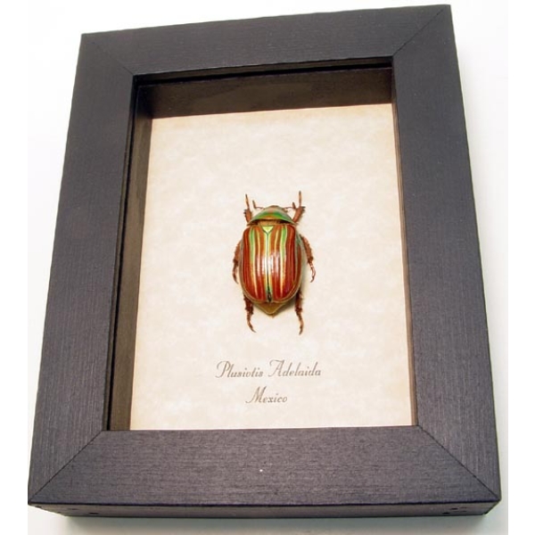 Plusiotis adelaida Jewel Scarab Beetle Framed Taxidermy Display