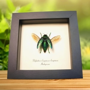 Framed Flying Jewel Beetle Polybothris sumptuosa Taxidermy Display