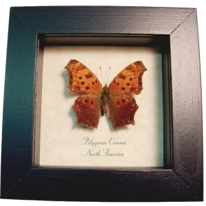 Polygonia comma Eastern Comma Butterfly Framed Taxidermy Display