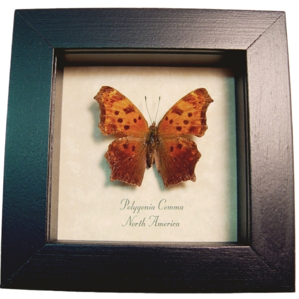 Polygonia comma Eastern Comma Butterfly Framed Taxidermy Display