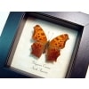 Polygonia comma Eastern Comma Butterfly Framed Taxidermy Display