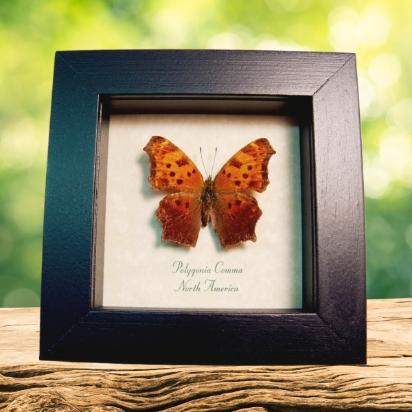 Polygonia comma Eastern Comma Butterfly Framed Taxidermy Display