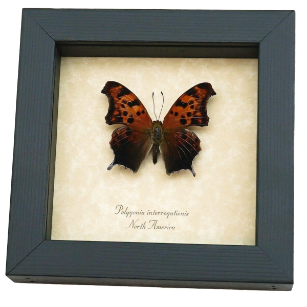 Polygonia interrogationis Question Mark Butterfly Framed Taxidermy