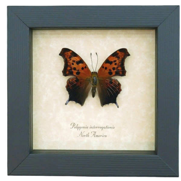 Polygonia interrogationis Question Mark Butterfly Framed Taxidermy