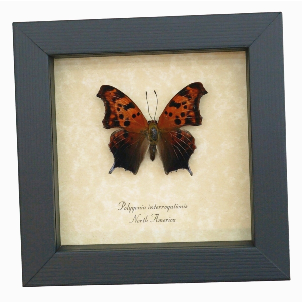 Polygonia interrogationis Question Mark Butterfly Framed Taxidermy