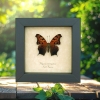 Polygonia interrogationis Question Mark Butterfly Framed Taxidermy