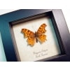 Polygonia satyrus Satyr Comma North American Butterfly