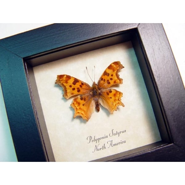 Polygonia satyrus Satyr Comma North American Butterfly