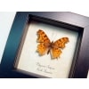 Polygonia satyrus Satyr Comma North American Butterfly Framed Taxidermy Display