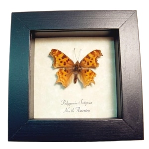 Satyr Comma Butterfly Polygonia satyrus Framed Taxidermy Display
