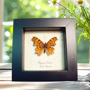 Satyr Comma Butterfly Polygonia satyrus Framed Taxidermy Display