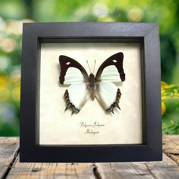 Yellow Nawab Sage Green Butterfly Polyura jalysus Framed Taxidermy Display