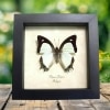 Yellow Nawab Sage Green Butterfly Polyura jalysus Framed Taxidermy Display