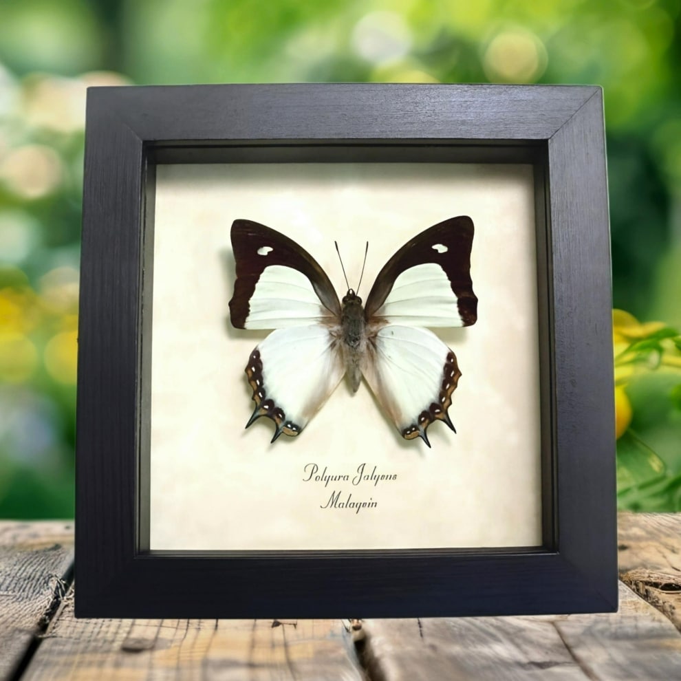 Yellow Nawab Sage Green Butterfly Polyura jalysus Framed Taxidermy Display
