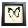 Yellow Nawab Sage Green Butterfly Polyura jalysus Framed Taxidermy Display