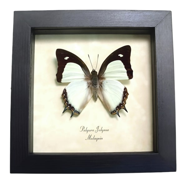 Yellow Nawab Sage Green Butterfly Polyura jalysus Framed Taxidermy Display