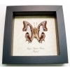 Polyura Athamas Athama Verso Butterfly Framed Taxidermy Display