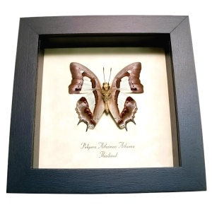 Common Nawab Green Butterfly Polyura athama verso Framed Taxidermy Display