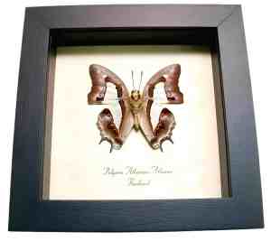 Common Nawab Green Butterfly Polyura athama verso Framed Taxidermy Display