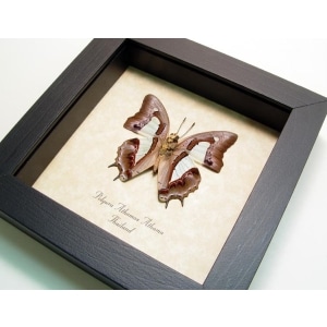 Polyura Athamas Athama Verso Butterfly Framed Taxidermy Display