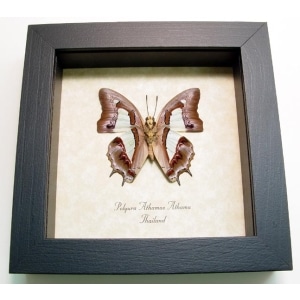 Polyura Athamas Athama Verso Butterfly Framed Taxidermy Display