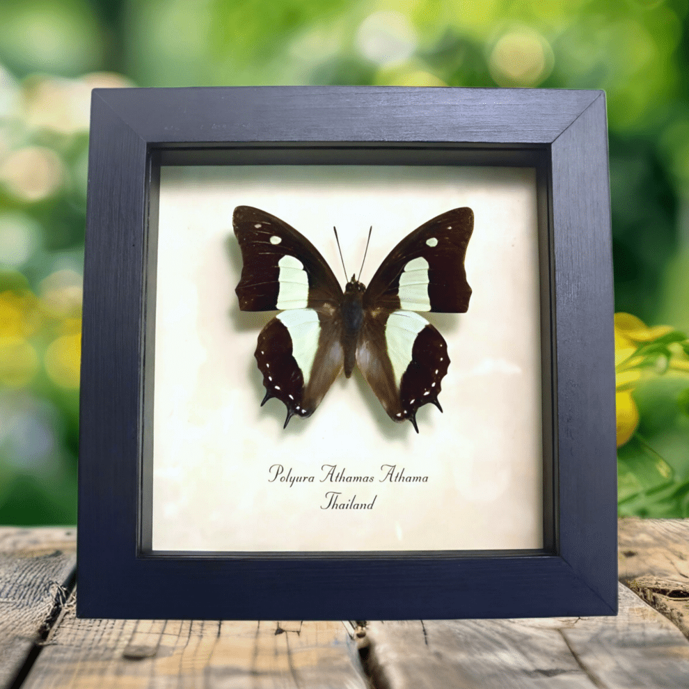 Common Nawab Green Butterfly Polyura athama Framed Taxidermy Display