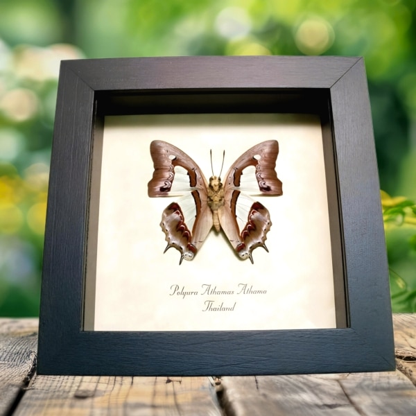 Common Nawab Green Butterfly Polyura athama verso Framed Taxidermy Display