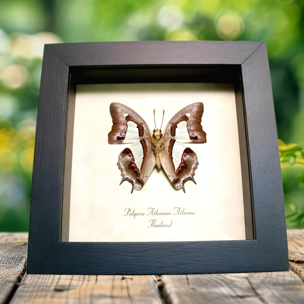 Common Nawab Green Butterfly Polyura athama verso Framed Taxidermy Display Common Nawab Green Butterfly Polyura athama verso Framed Taxidermy Display