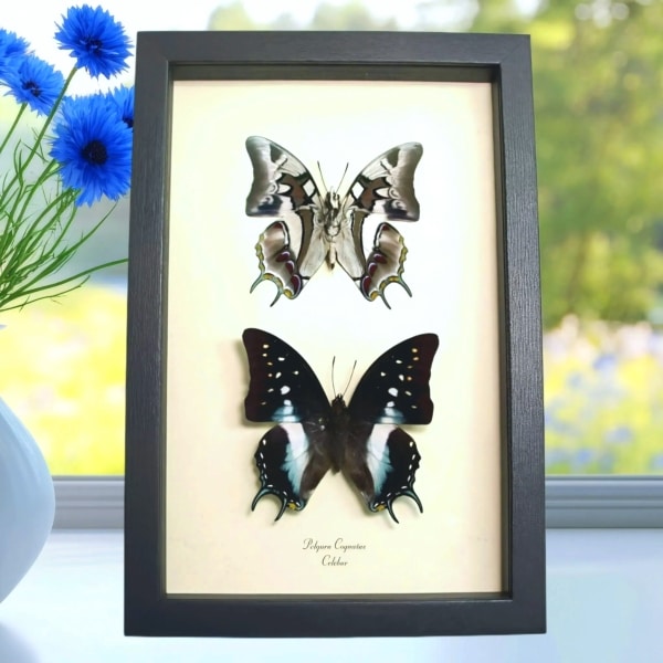 Blue Tailed Butterflies Polyura Cognatus Butterfly Pair Framed Taxidermy Display