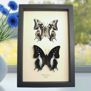 Blue Tailed Butterflies Polyura Cognatus Butterfly Pair Framed Taxidermy Display