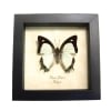 Yellow Nawab Sage Green Butterfly Polyura jalysus Framed Taxidermy Display