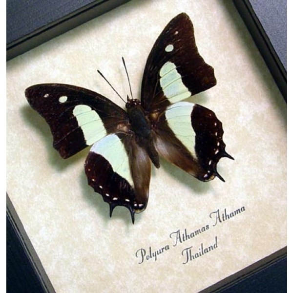 Polyura athama Common Nawab Green Butterfly Framed Taxidermy Display