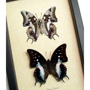 Polyura Cognatus Pair Dagger Tail Butterflies Framed Taxidermy Display