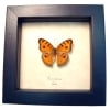 Peacock Pansy Butterfly Precis almana Framed Taxidermy Display