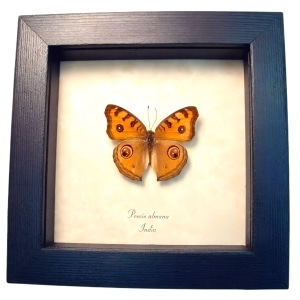 Peacock Pansy Butterfly Precis almana Framed Taxidermy Display