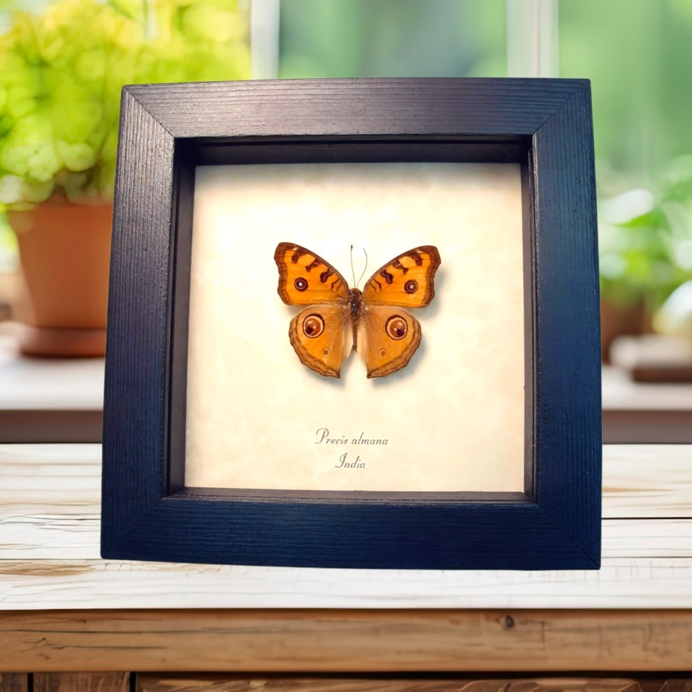 Peacock Pansy Butterfly Precis almana Framed Taxidermy Display