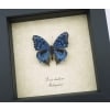 Precis rhadama Male Royal Blue Pansy Framed Butterfly Taxidermy Display