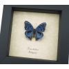 Precis rhadama Male Royal Blue Pansy Framed Butterfly Taxidermy Display