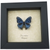 Precis rhadama Male Royal Blue Pansy Framed Butterfly Taxidermy Display