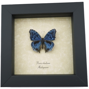 Precis rhadama Male Royal Blue Pansy Framed Butterfly Taxidermy Display