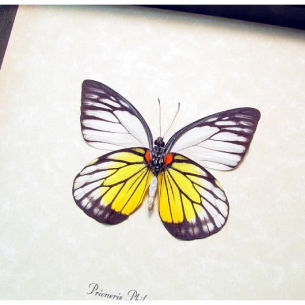 Prioneris philonome Butterfly Red spot Sawtooth Framed Taxidermy