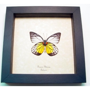 Prioneris philonome Butterfly Red spot Sawtooth Framed Taxidermy