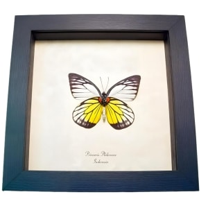 Red spot Sawtooth Butterfly Prioneris philonome Framed Taxidermy Display