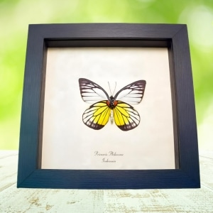 Red spot Sawtooth Butterfly Prioneris philonome Framed Taxidermy Display