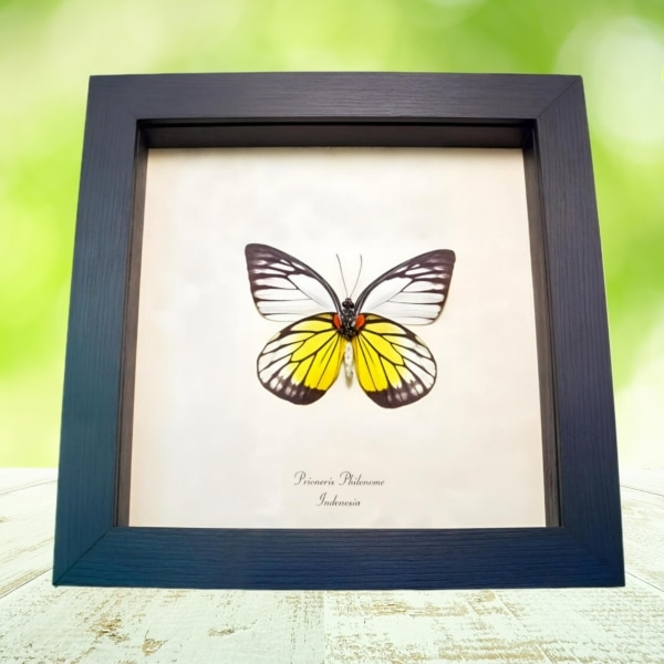 Red spot Sawtooth Butterfly Prioneris philonome Framed Taxidermy Display