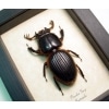 Proculus goryi 62mm Bess Bug Framed Beetle Taxidermy Display