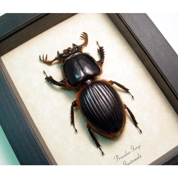 Proculus goryi 62mm Bess Bug Framed Beetle Taxidermy Display