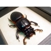 Proculus goryi 62mm Bess Bug Framed Beetle Taxidermy Display