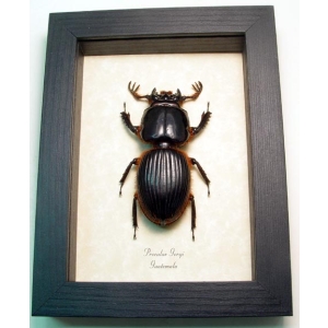 Proculus goryi 62mm Bess Bug Framed Beetle Taxidermy Display