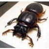 Proculus goryi 62mm Bess Bug Framed Beetle Taxidermy Display